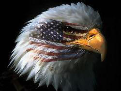 American_Flag_And_Bald_Eagle