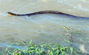 AussieSnakeFlood-300x186