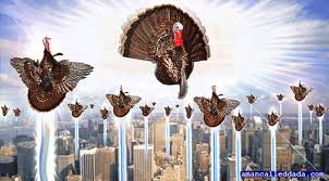Turkey Rapture! It happens every November in America.