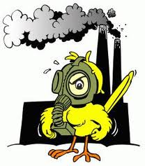 Canary