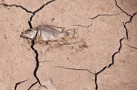 FishEarthCracks