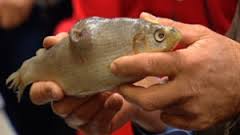 The Athabasca River and watershed gives up her many now tumor-pocked fish because of the heavy metal pollutants and chemicals it take to distill and extract bitumen from the sands.