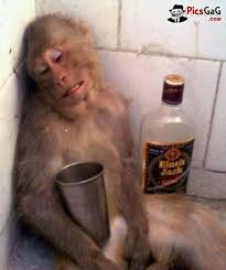 MonkeyDrunkInCorner