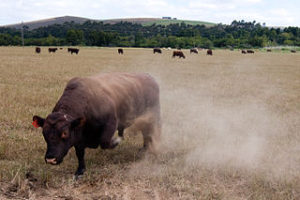 320px-Angry_Bull_in_PastureSourceBartHinddink-