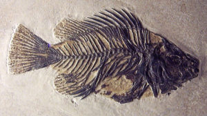 The fish fossil Priscacara clivosa found in Wyoming (probably Green River Formation). It lived in the Early Eocene (50 million years ago). Source: Michael Popp.