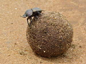 Behold the Large Copper Dung Beetle (Kheper Nigroaeneus) of South Africa. Source: Bernard Dupont from France. ©Creative Commons. 