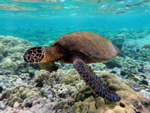 640px-Green_turtle_swimming_over_coral_reefs_in_Kona-SRC-Brocken inaglory