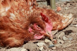 Poultry disease