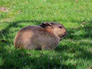 A bunny of Langley, WA.