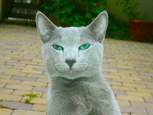 This Russian Blue cat named Mandoo was sanctioned by Western Boohoos. I guess that would make this discrimination of all things Russian a four-legged CAT-Astrophe even for Russian cats named after Nepal’s capital of KAT-Mandu! (Full disclosure, I don’t know this cat’s name, I just like that name for a cat, if I should ever have one again.) ©Wikimedia Commons.