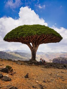 Top Picture: Dracaena cinnabari or the Dragonblood Tree of Socotra Island in the Dixam plateau, Yemen. Photo: Alex38. © Creative Commons. Bottom Picture: Houthi fighters on the anti-US and the anti-UK rally after strikes on Houthi military sites near Sanaa, Yemen, 14 January 2024 during President Joe Biden’s war on Yemen, (public domain), © Creative Commons.